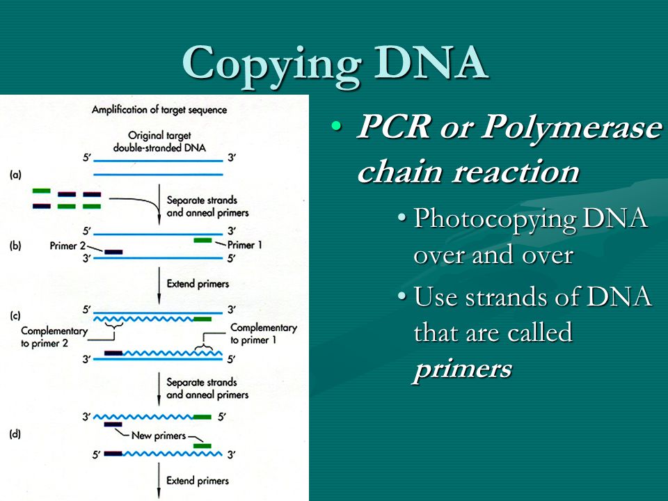 Copying DNA PCR or Polymerase chain reaction Photocopying DNA over and over Use strands of DNA that are called primers