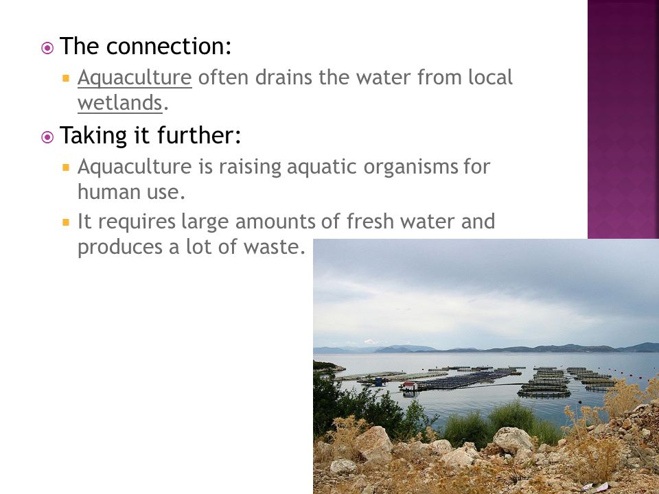  The connection:  Aquaculture often drains the water from local wetlands.