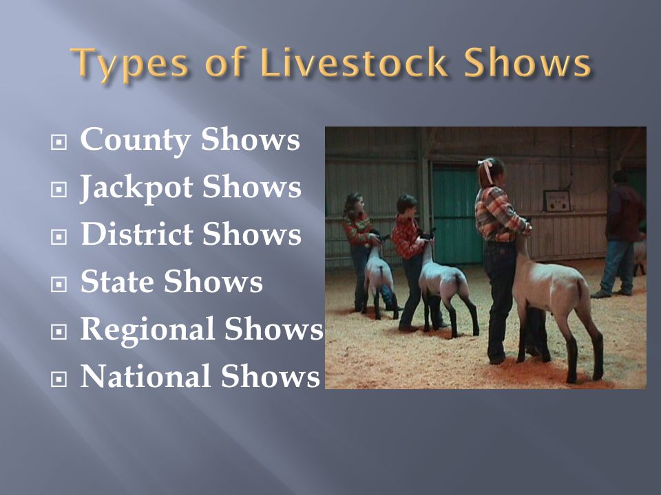  County Shows  Jackpot Shows  District Shows  State Shows  Regional Shows  National Shows