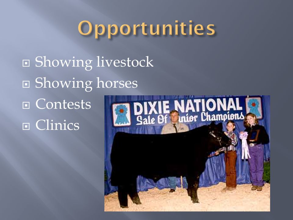  Showing livestock  Showing horses  Contests  Clinics