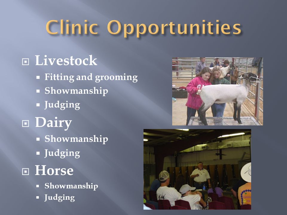  Livestock  Fitting and grooming  Showmanship  Judging  Dairy  Showmanship  Judging  Horse  Showmanship  Judging