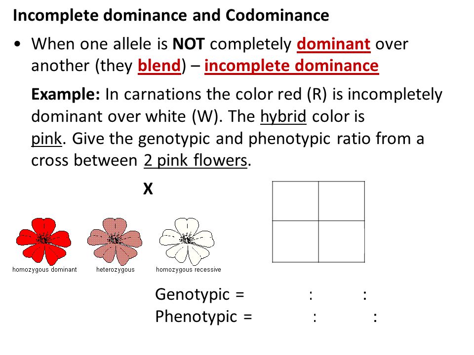 What is an incomplete dominance Punnett square?