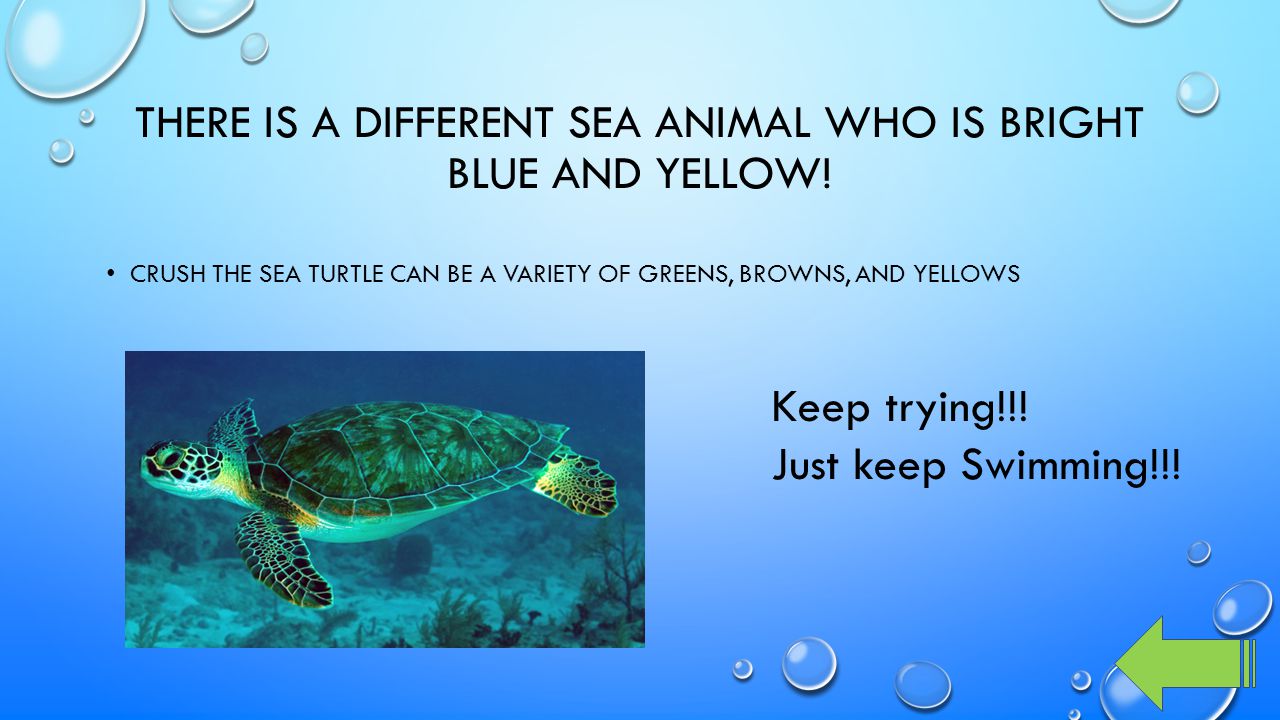 THERE IS A DIFFERENT SEA ANIMAL WHO IS BRIGHT BLUE AND YELLOW.