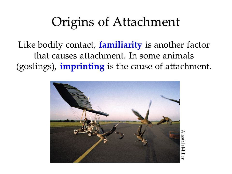 Origins of Attachment Like bodily contact, familiarity is another factor that causes attachment.