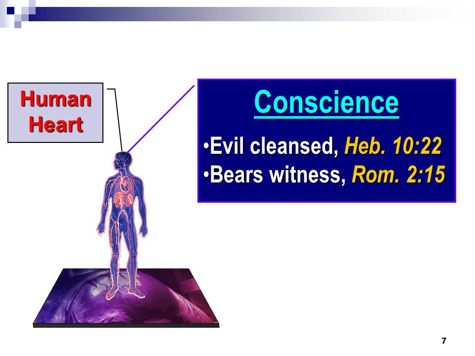 7 Human Heart Conscience Evil cleansed, Heb. 10:22 Evil cleansed, Heb.