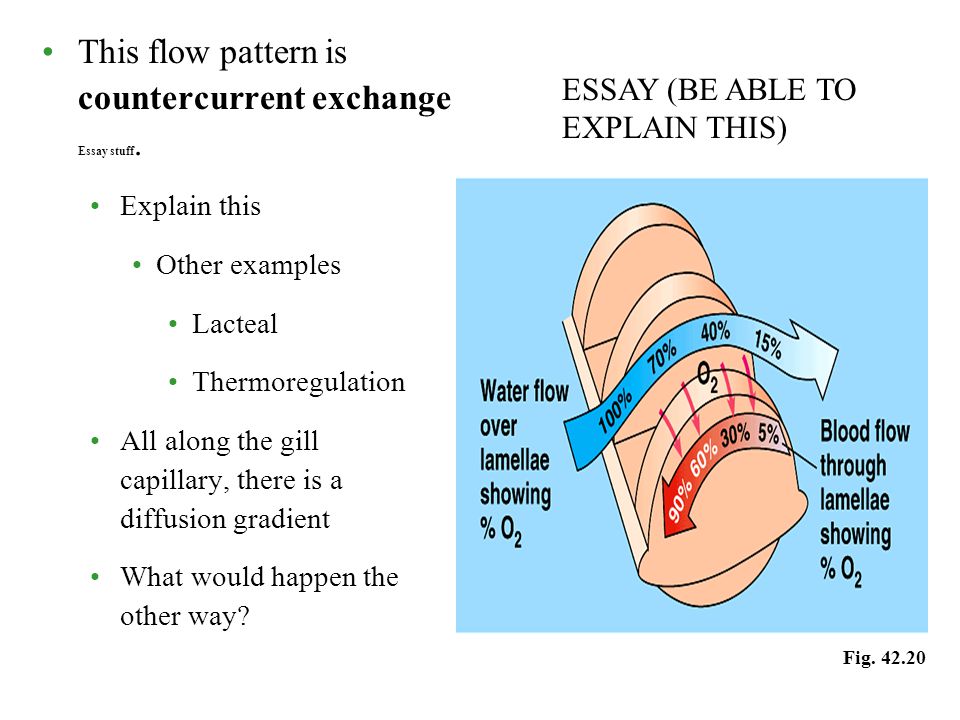 respiratory essay respiratory essay