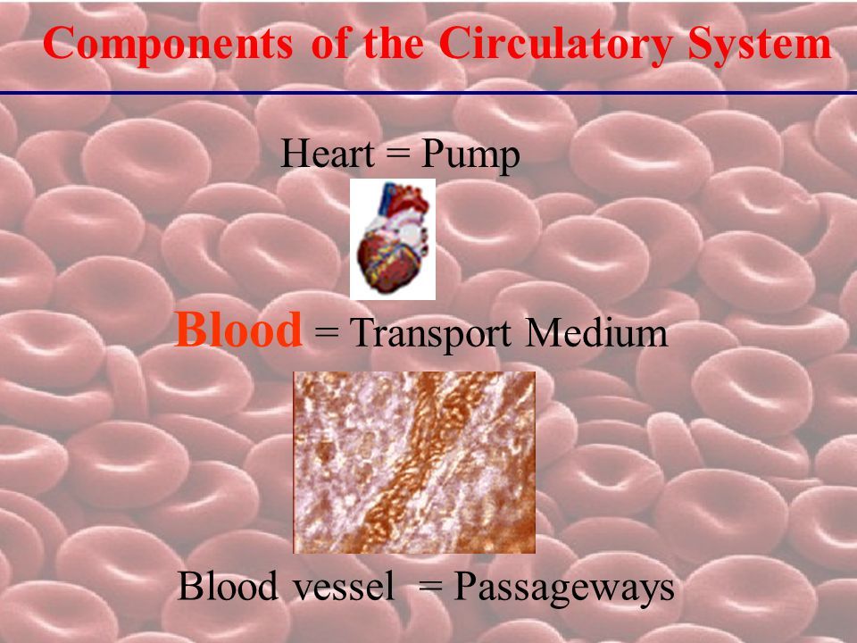 components of the circulatory system heart = pump