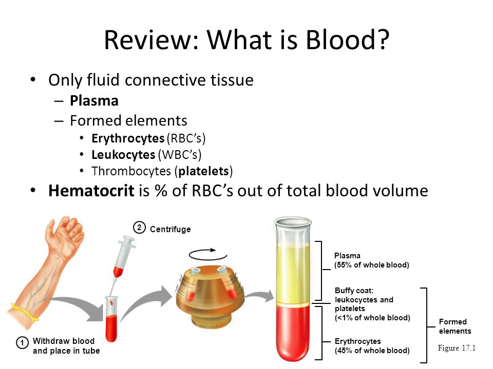 Image result for blood plasma and formed elements