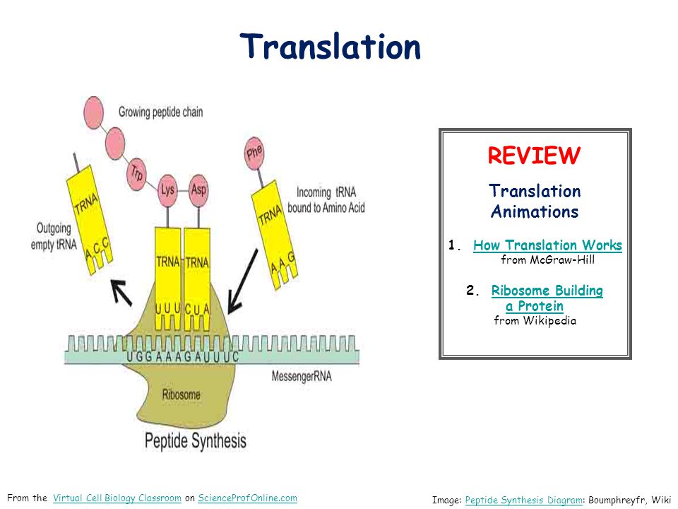 about science prof onlinescience prof online powerpoint resources how translation works