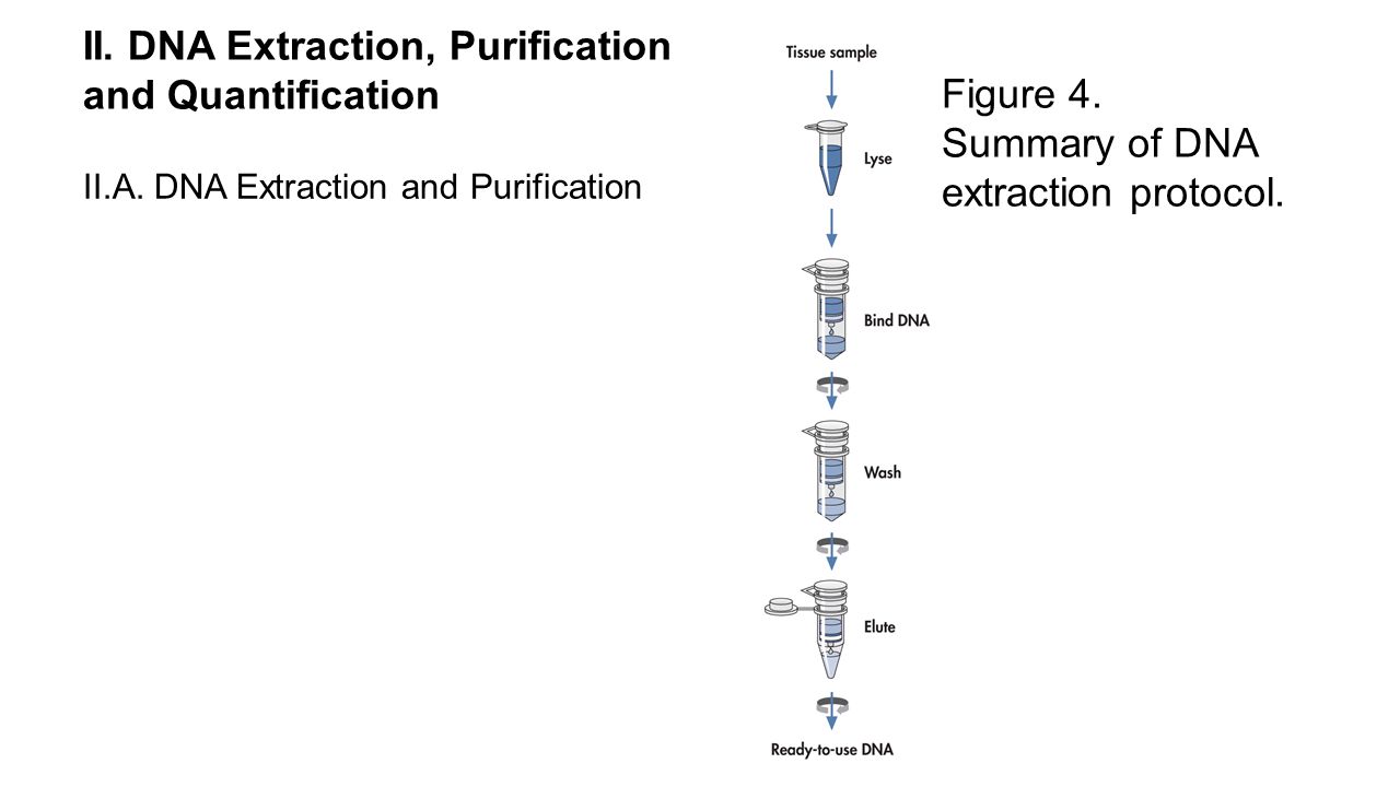 dna extraction protocol rome fontanacountryinn com dna extraction protocol