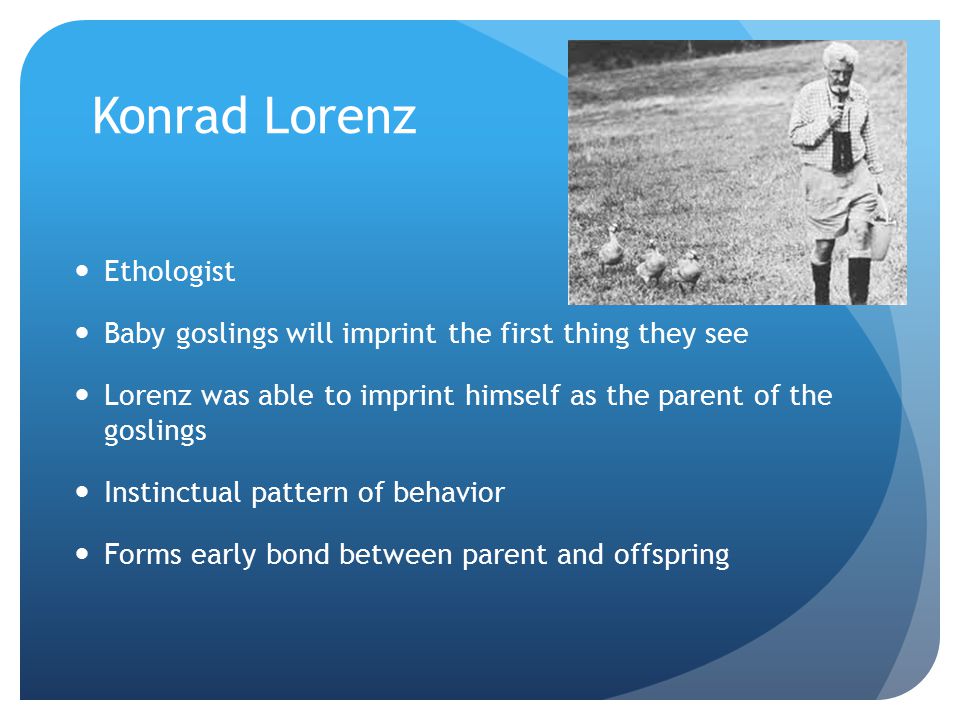Konrad Lorenz Ethologist Baby goslings will imprint the first thing they see Lorenz was able to imprint himself as the parent of the goslings Instinctual pattern of behavior Forms early bond between parent and offspring