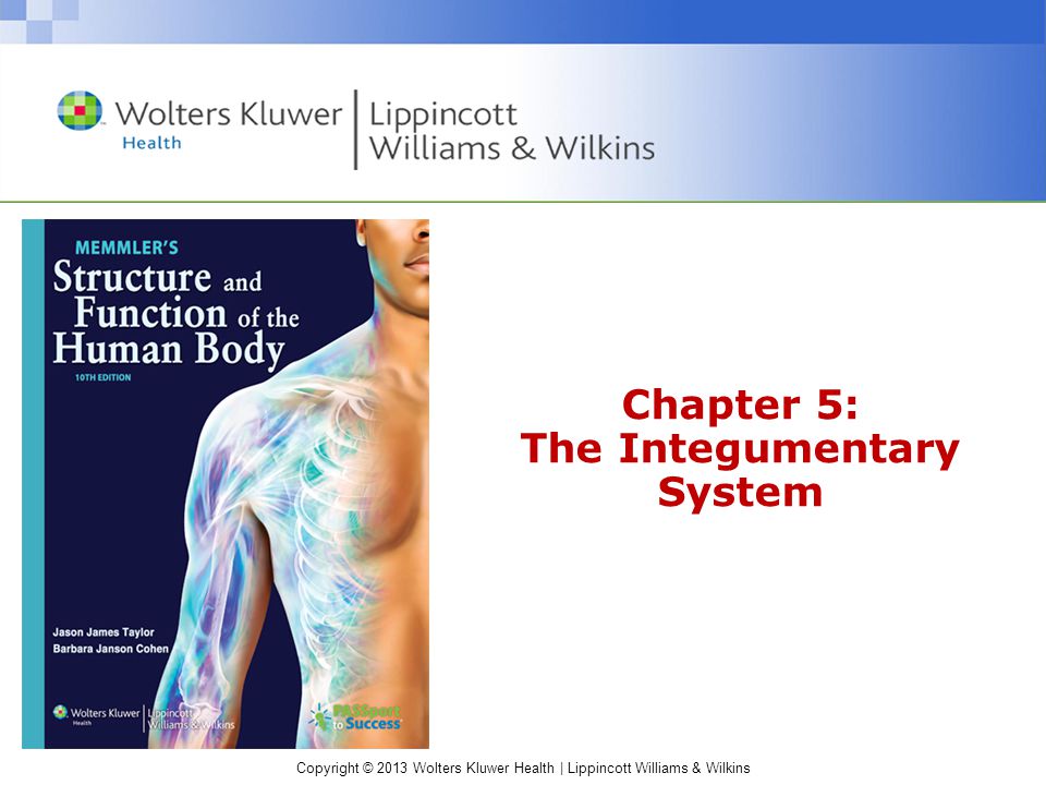 Copyright © 2013 Wolters Kluwer Health | Lippincott Williams & Wilkins Chapter 5: The Integumentary System
