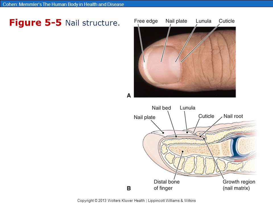 Copyright © 2013 Wolters Kluwer Health | Lippincott Williams & Wilkins Cohen: Memmler’s The Human Body in Health and Disease Figure 5-5 Nail structure.