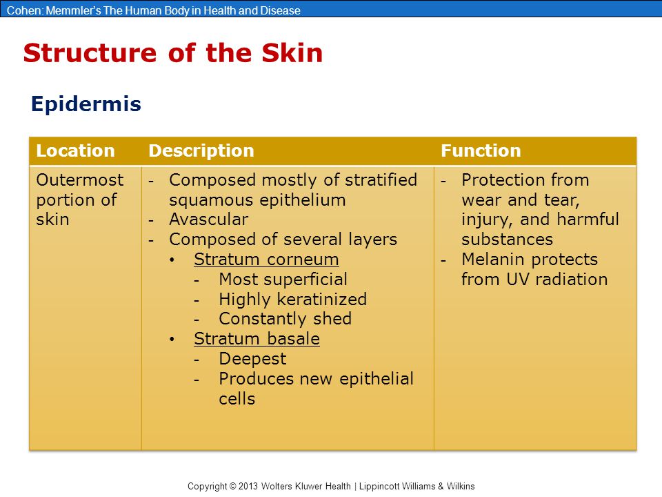 Copyright © 2013 Wolters Kluwer Health | Lippincott Williams & Wilkins Cohen: Memmler’s The Human Body in Health and Disease Structure of the Skin Epidermis
