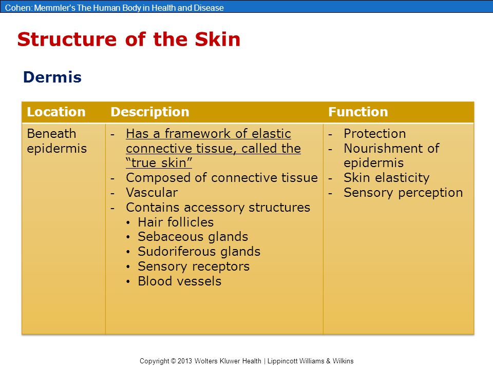 Copyright © 2013 Wolters Kluwer Health | Lippincott Williams & Wilkins Cohen: Memmler’s The Human Body in Health and Disease Structure of the Skin Dermis