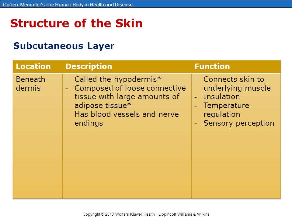 Copyright © 2013 Wolters Kluwer Health | Lippincott Williams & Wilkins Cohen: Memmler’s The Human Body in Health and Disease Structure of the Skin Subcutaneous Layer