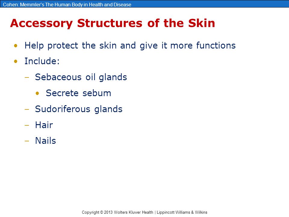 Copyright © 2013 Wolters Kluwer Health | Lippincott Williams & Wilkins Cohen: Memmler’s The Human Body in Health and Disease Accessory Structures of the Skin Help protect the skin and give it more functions Include: –Sebaceous oil glands Secrete sebum –Sudoriferous glands –Hair –Nails