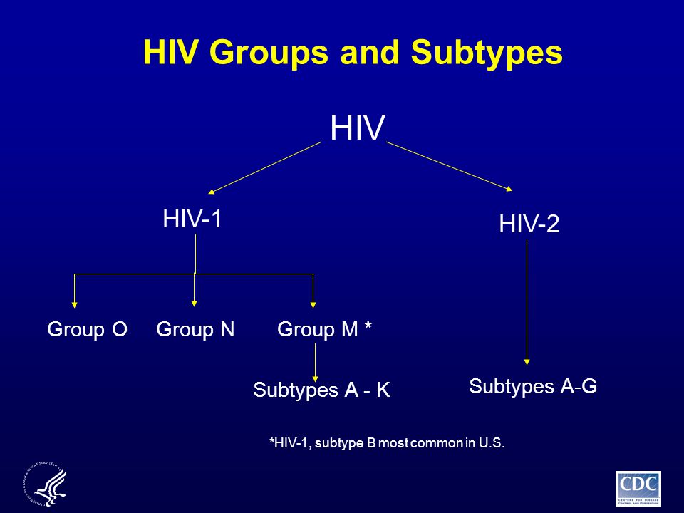 HIV Groups and Subtypes Subtypes A-G HIV-1 HIV-2 HIV *HIV-1, subtype B most common in U.S.