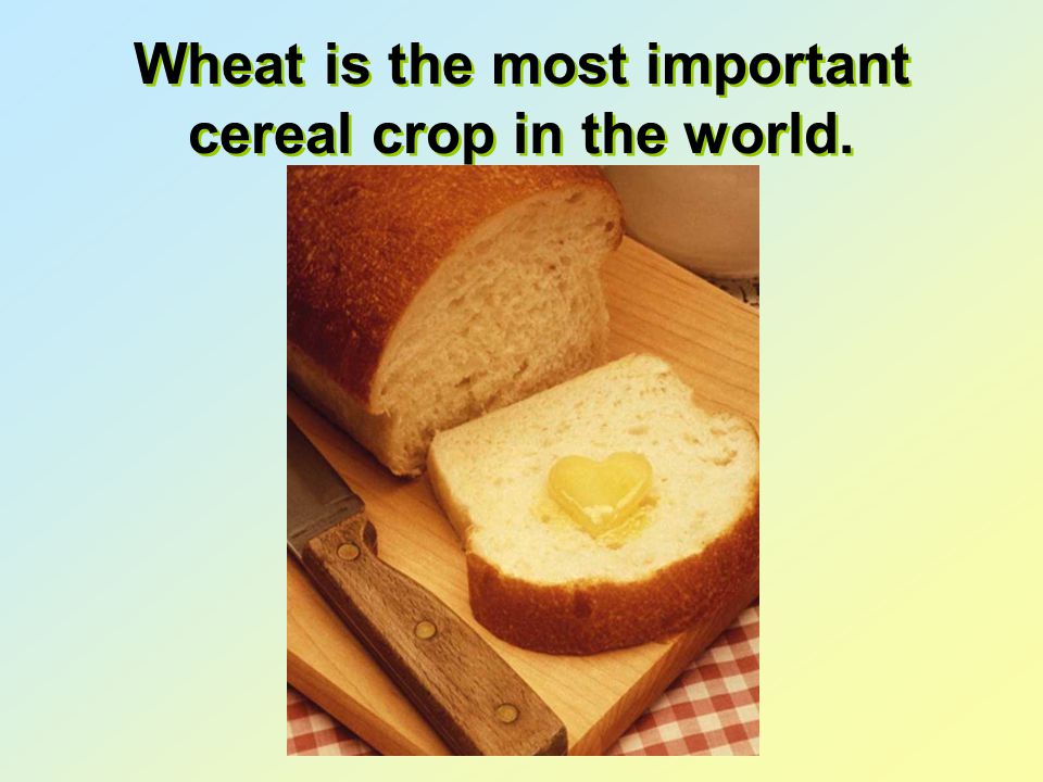 Wheat is the most important cereal crop in the world.