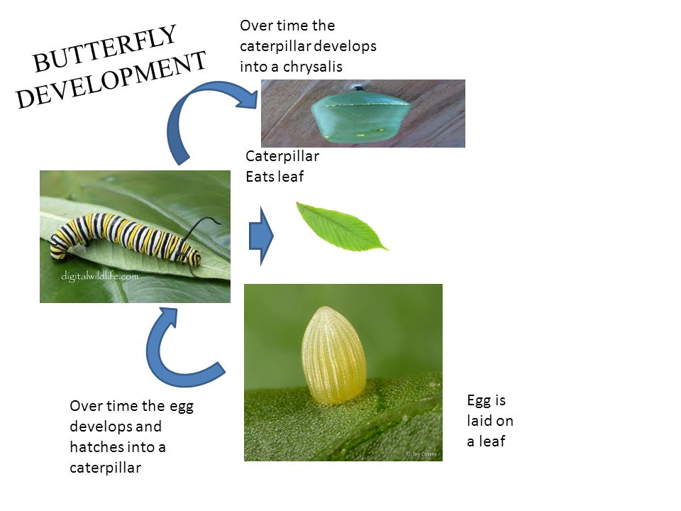 BUTTERFLY DEVELOPMENT Egg is laid on a leaf Over time the egg develops and hatches into a caterpillar Caterpillar Eats leaf Over time the caterpillar develops into a chrysalis
