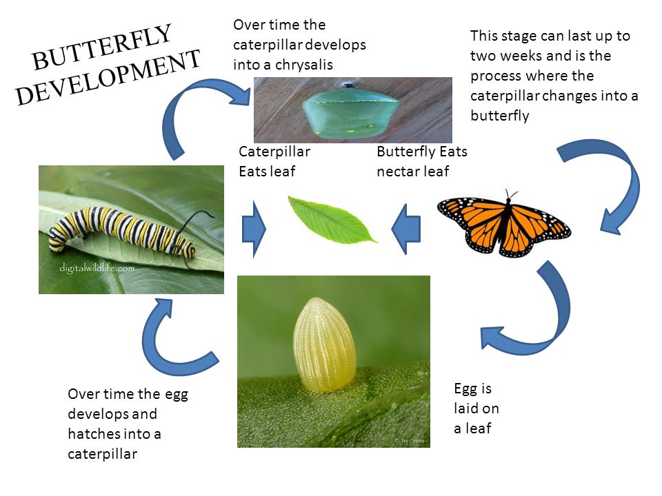 BUTTERFLY DEVELOPMENT Egg is laid on a leaf Over time the egg develops and hatches into a caterpillar Caterpillar Eats leaf Over time the caterpillar develops into a chrysalis This stage can last up to two weeks and is the process where the caterpillar changes into a butterfly Butterfly Eats nectar leaf