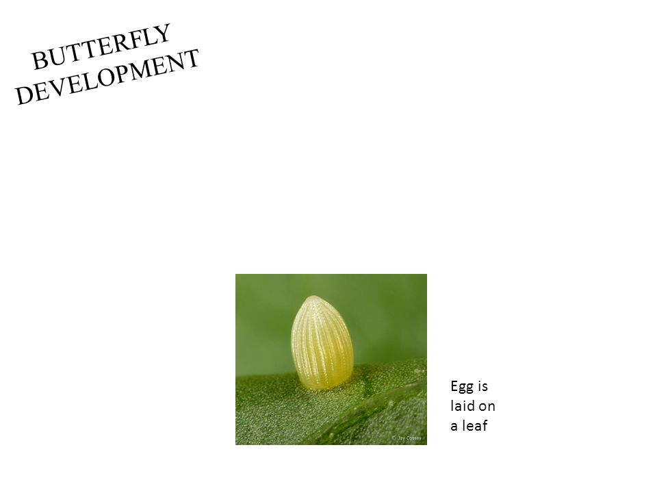 BUTTERFLY DEVELOPMENT Egg is laid on a leaf