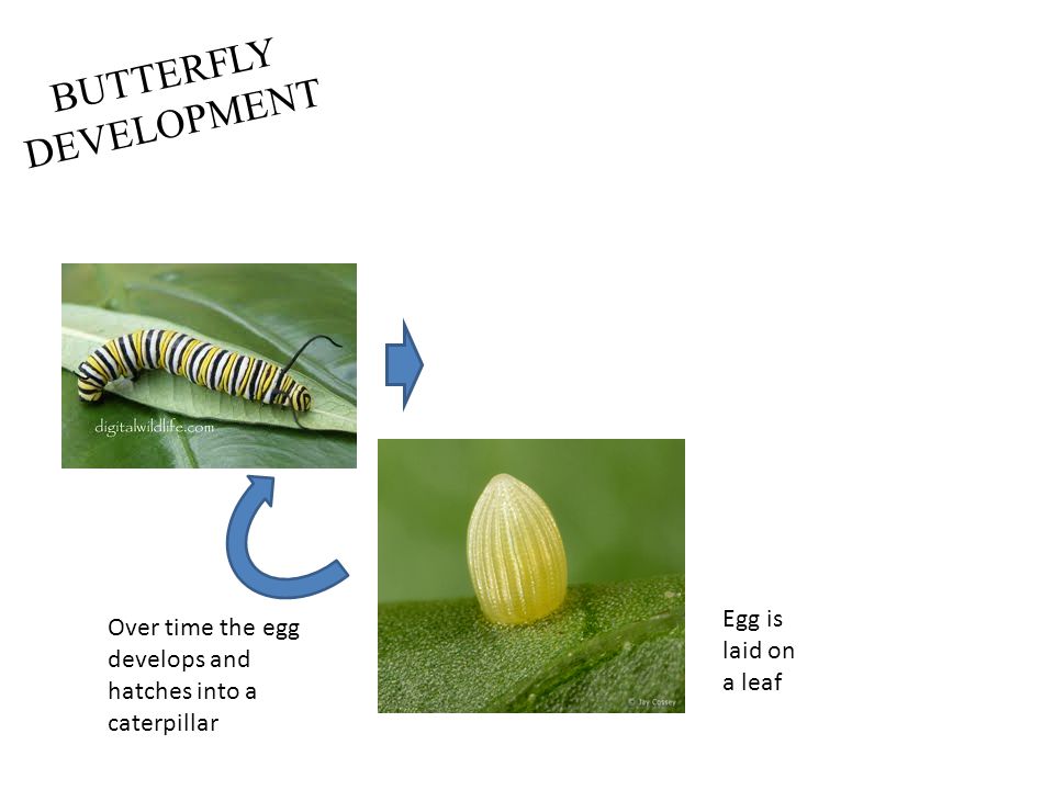 BUTTERFLY DEVELOPMENT Egg is laid on a leaf Over time the egg develops and hatches into a caterpillar