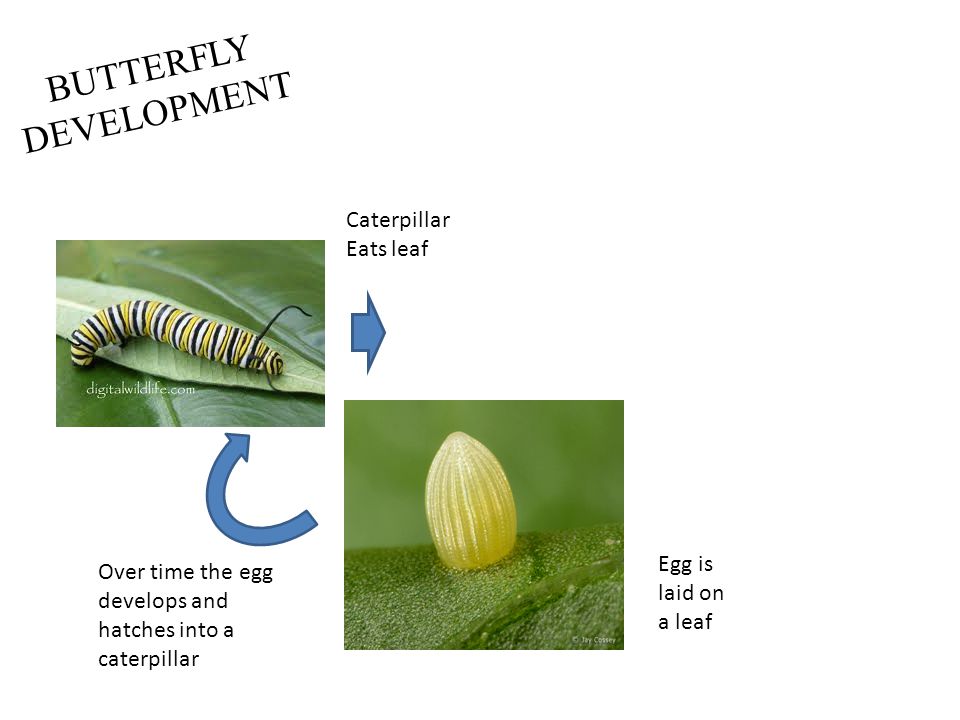BUTTERFLY DEVELOPMENT Egg is laid on a leaf Over time the egg develops and hatches into a caterpillar Caterpillar Eats leaf