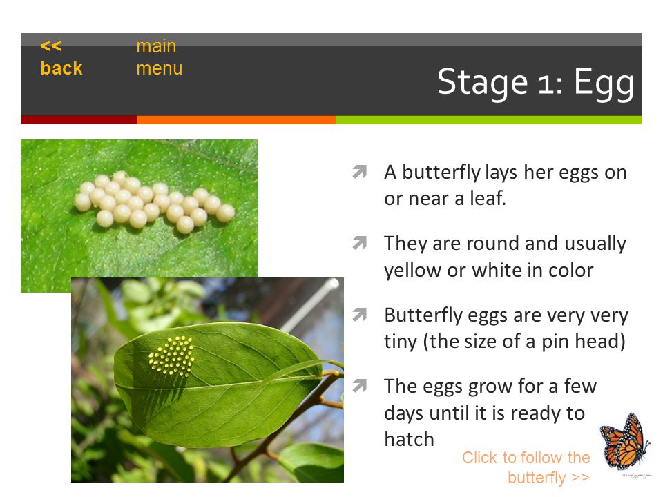 Stage 1: Egg  A butterfly lays her eggs on or near a leaf.