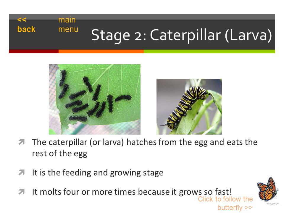 Stage 2: Caterpillar (Larva)  The caterpillar (or larva) hatches from the egg and eats the rest of the egg  It is the feeding and growing stage  It molts four or more times because it grows so fast.