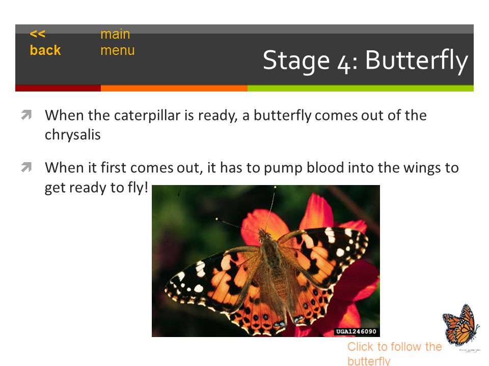 Stage 4: Butterfly  When the caterpillar is ready, a butterfly comes out of the chrysalis  When it first comes out, it has to pump blood into the wings to get ready to fly.