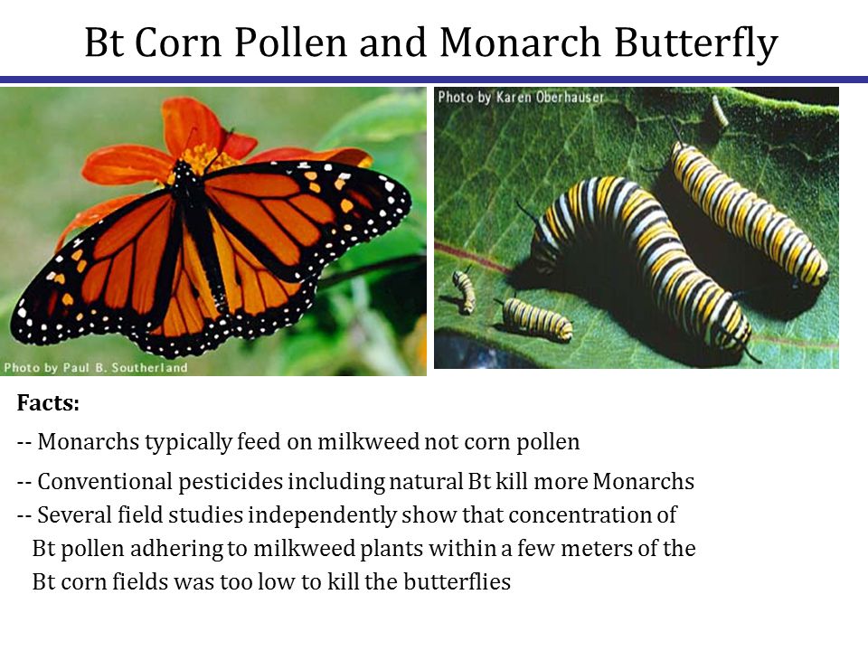 Corn Pollen and the Monarch Butterfly Bt toxin in Bt Corn is effective in killing Lepidopteron (moths) insects Monarch butterflies are Lepidopteran insects, so they could be killed if exposed to the toxin A Nature article (1999) suggests that Bt corn pollen harms monarch larvae However, in this case, Monarch butterfiles were fed BT corn pollen and nothing else- they had to eat the toxin and therefore were killed by it