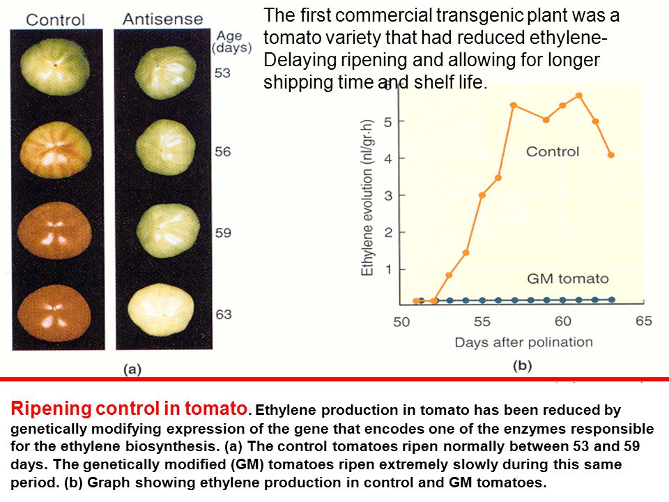 Environmental and Ecological issues Gene escape & development of superweeds Impacts on non-target species Insecticide resistance Loss of biodiversity