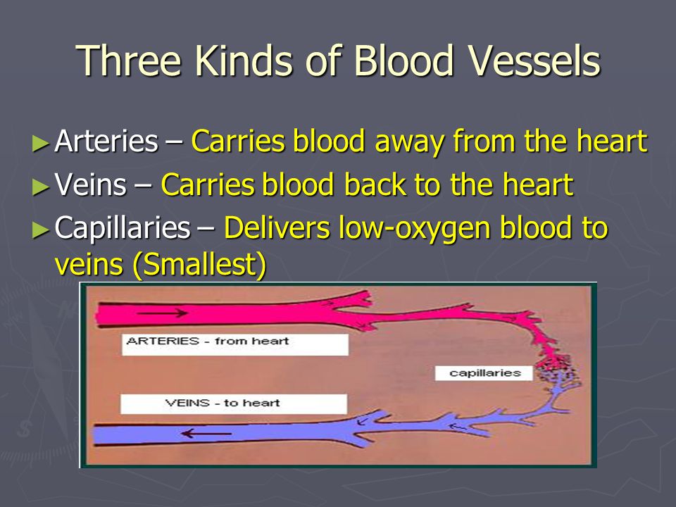 Three Kinds of Blood Vessels ► Arteries – Carries blood away from the heart ► Veins – Carries blood back to the heart ► Capillaries – Delivers low-oxygen blood to veins (Smallest)