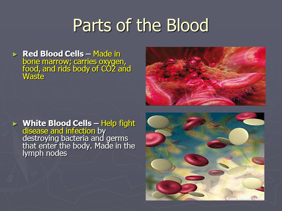 Parts of the Blood ► Red Blood Cells – Made in bone marrow; carries oxygen, food, and rids body of CO2 and Waste ► White Blood Cells – Help fight disease and infection by destroying bacteria and germs that enter the body.