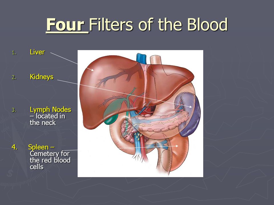 Four Filters of the Blood 1. Liver 2. Kidneys 3.