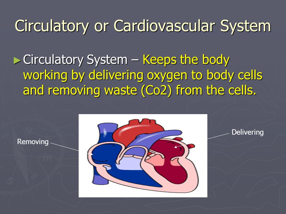 Circulatory or Cardiovascular System ► Circulatory System – Keeps the body working by delivering oxygen to body cells and removing waste (Co2) from the cells.