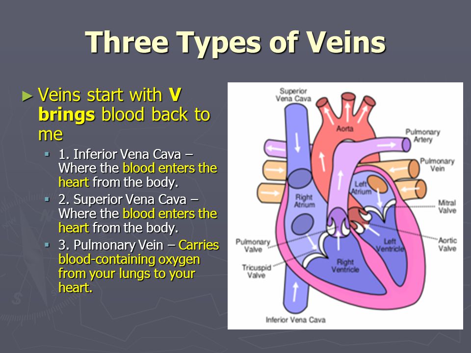 Three Types of Veins ► Veins start with V brings blood back to me  1.