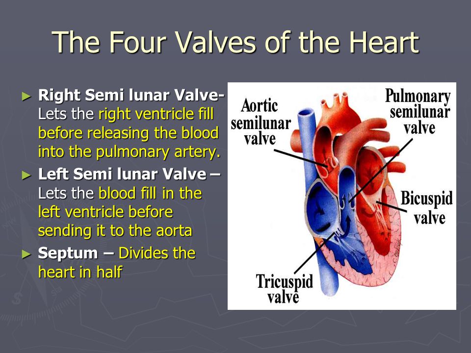 The Four Valves of the Heart ► Right Semi lunar Valve- Lets the right ventricle fill before releasing the blood into the pulmonary artery.
