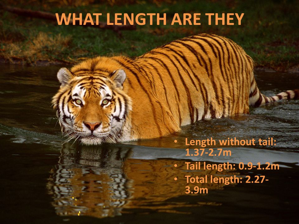 HOW LONG DO THEY LIVE FOR In the wild,tigers live for about years.