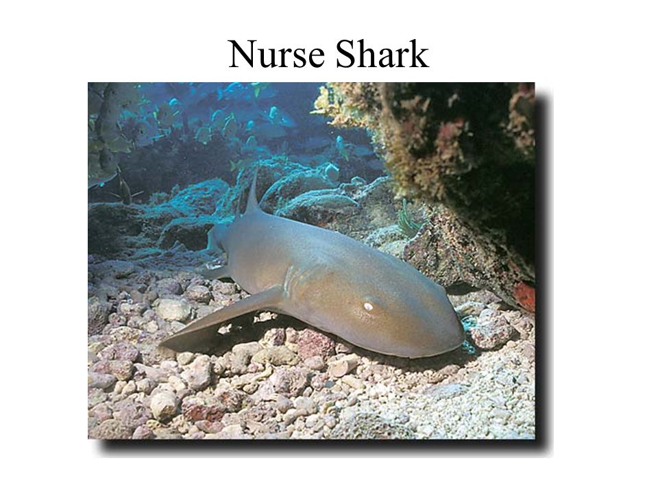 basking shark black tip reef shark electric ray.