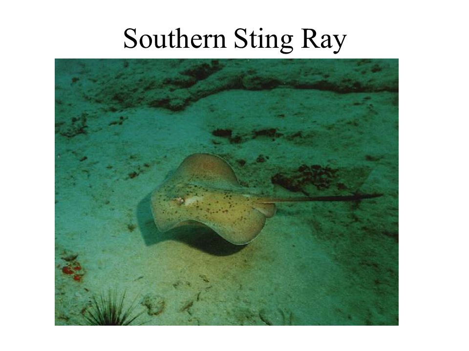 Southern Sting Ray