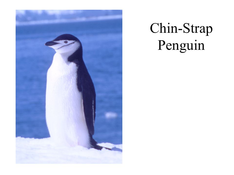 Chin-Strap Penguin