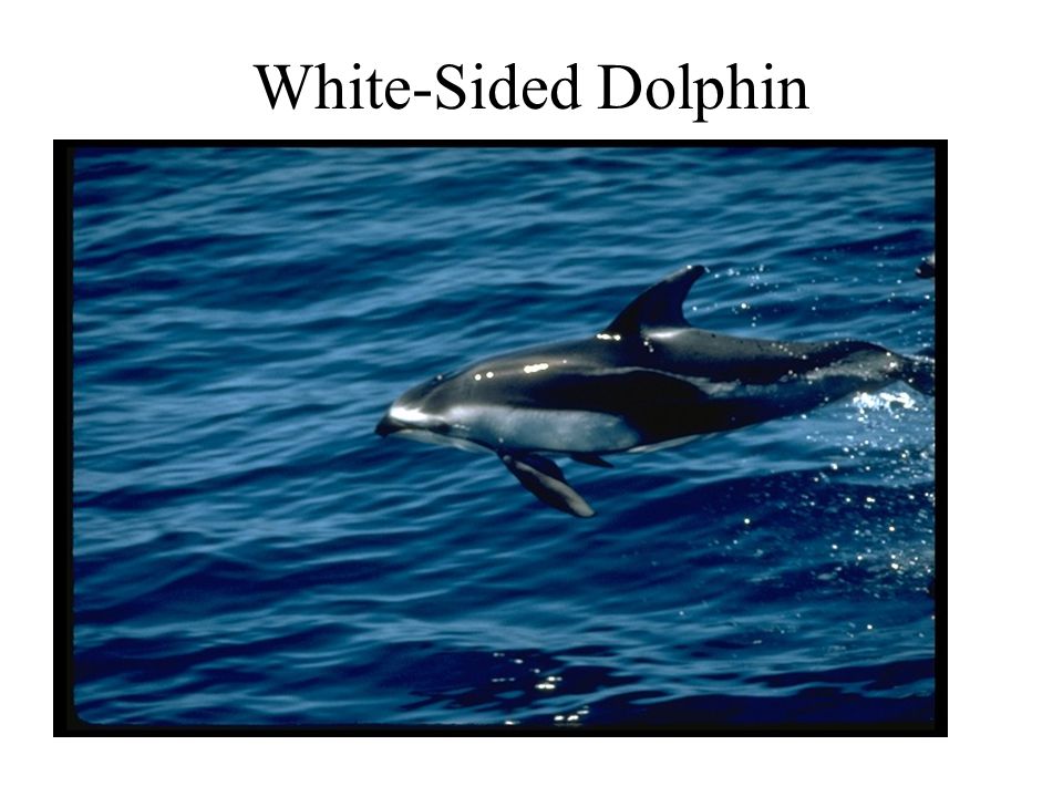 White-Sided Dolphin