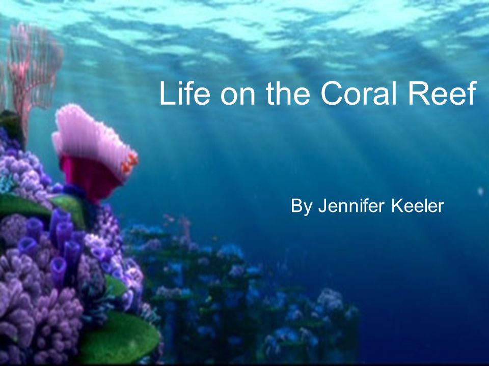 Life on the Coral Reef By Jennifer Keeler