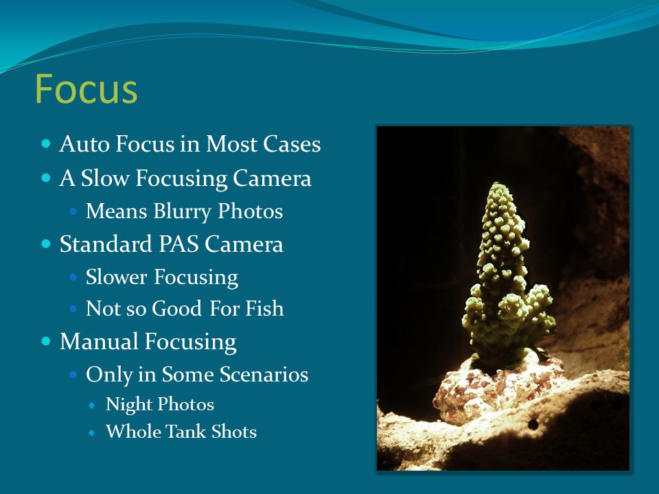 Focus Auto Focus in Most Cases A Slow Focusing Camera Means Blurry Photos Standard PAS Camera Slower Focusing Not so Good For Fish Manual Focusing Only in Some Scenarios Night Photos Whole Tank Shots