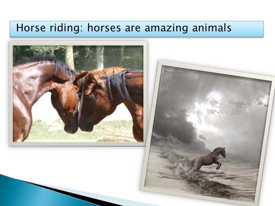 Horse riding: horses are amazing animals