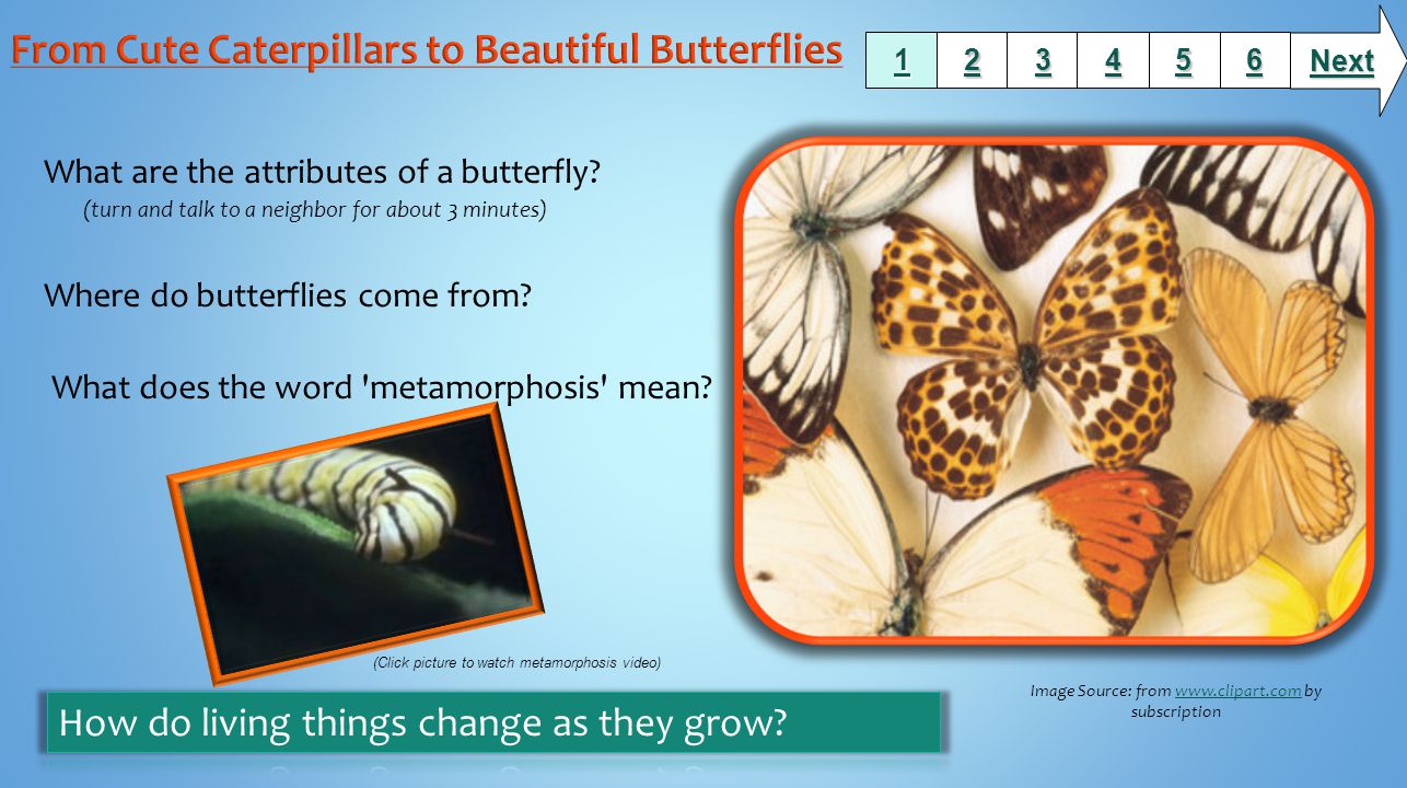 What are the attributes of a butterfly.