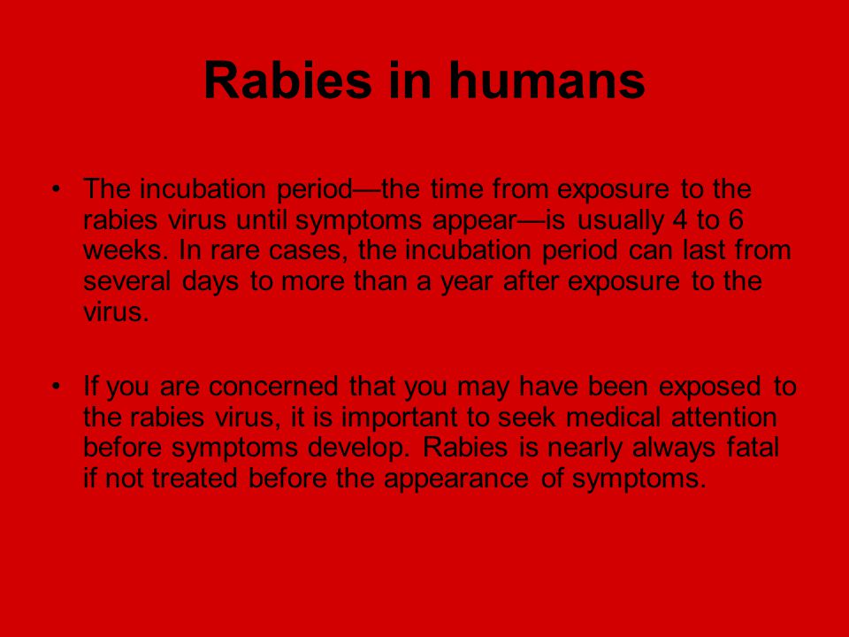 thesis about rabies disease thesis about rabies disease