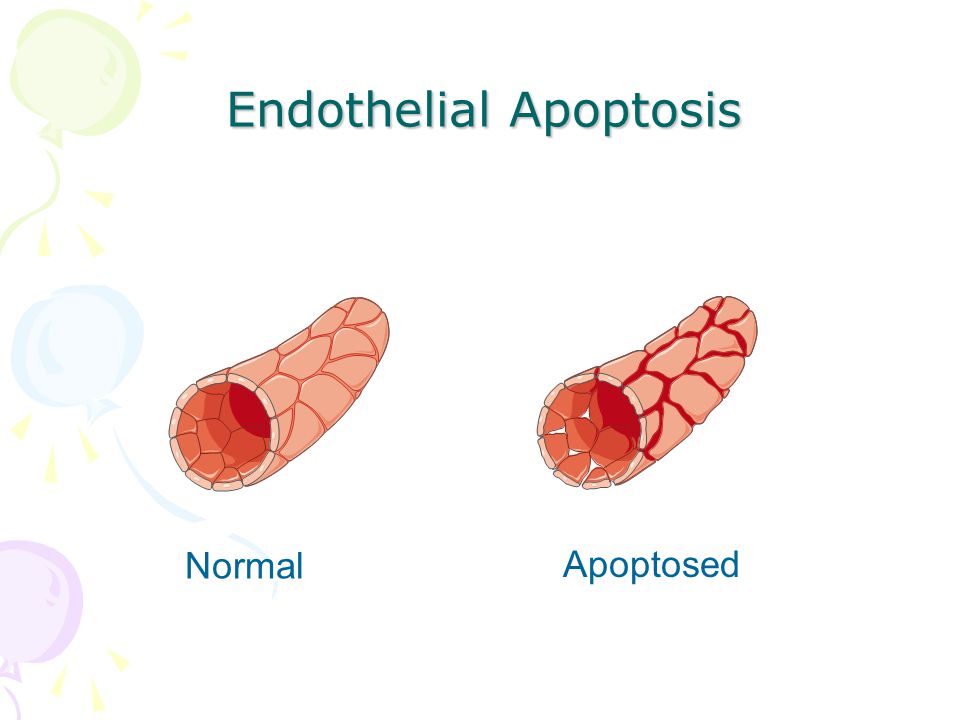 Endothelial Apoptosis Normal Apoptosed